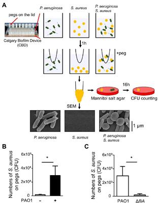 Hitchhiking motility of Staphylococcus aureus involves the interaction between its wall teichoic acids and lipopolysaccharide of Pseudomonas aeruginosa